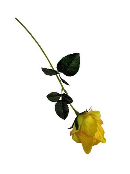 Róża gałązka 50 cm żółta