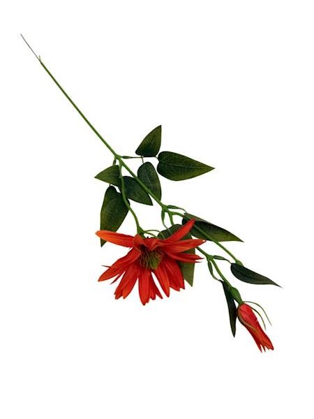 Jeżówka gałązka 56 cm pomarańczowa