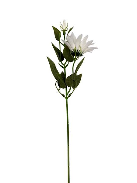 Jeżówka gałązka 56 cm biała