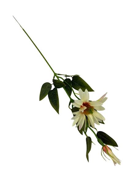 Jeżówka gałązka 56 cm kremowa