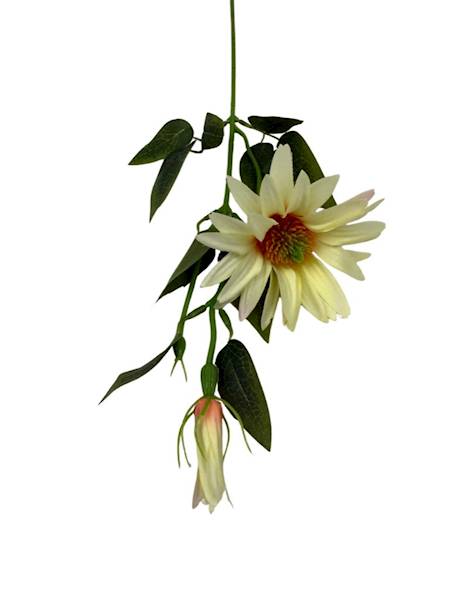 Jeżówka gałązka 56 cm kremowa