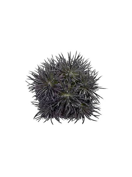 Czosnek główka 10 cm ciemny fiolet