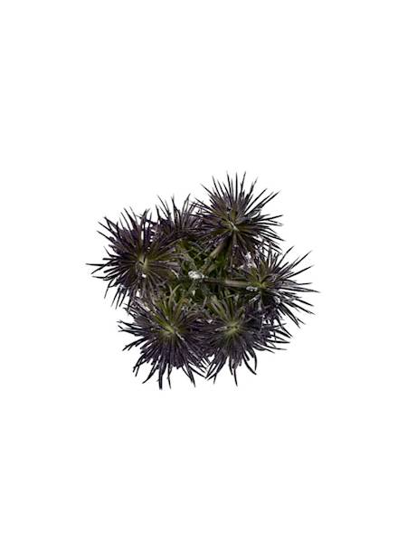 Czosnek główka 10 cm ciemny fiolet