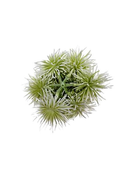 Czosnek główka 10 cm biało zielony