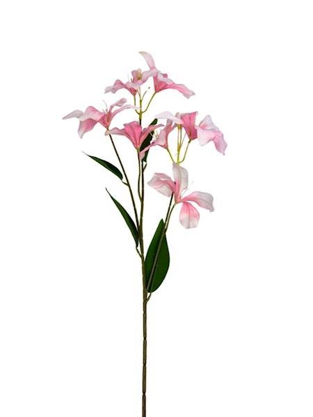 Klematis gałązka 80 cm jasny róż