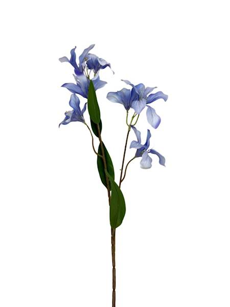 Klematis gałązka 80 cm błękit