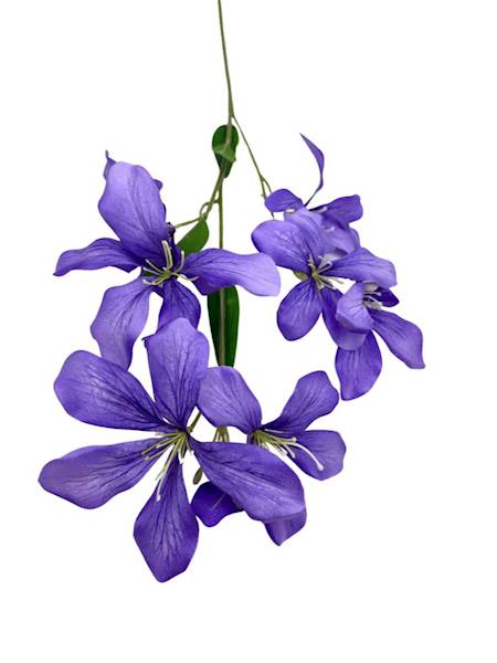 Klematis gałązka 80 cm fiolet