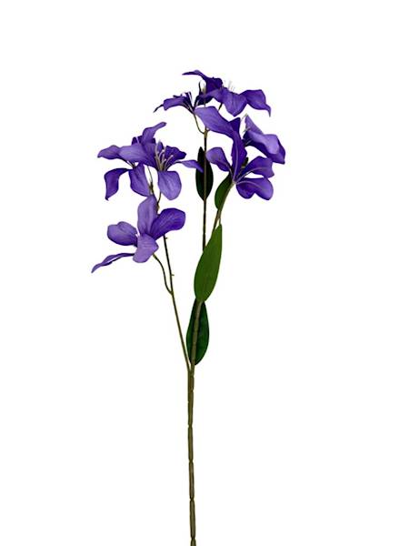 Klematis gałązka 80 cm fiolet