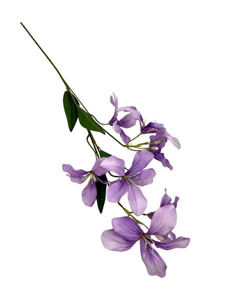 Klematis gałązka 80 cm jasny fiolet