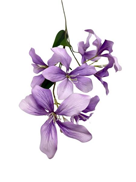 Klematis gałązka 80 cm jasny fiolet