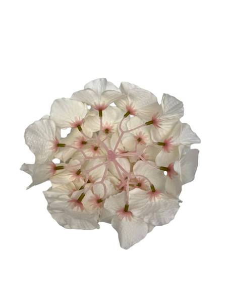 Hortensja główka 18 cm kremowa