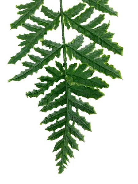Liść paproci dwustronny 51 cm biało zielony