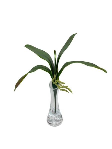 Liść do storczyka 28 cm zielony