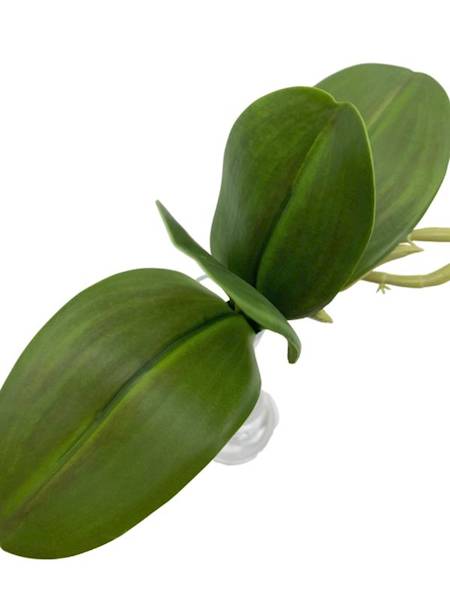 Liść do storczyka 23 cm zielony