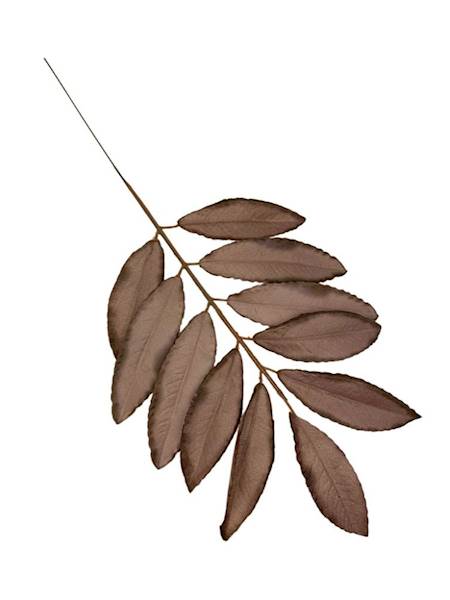 Liść laurowy gałązka 46 cm brąz