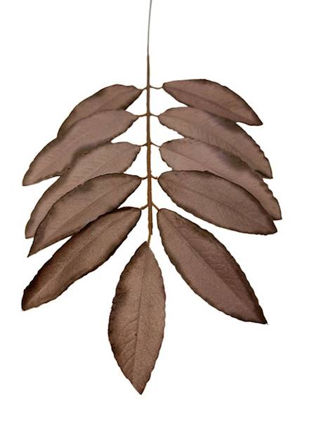 Liść laurowy gałązka 46 cm brąz