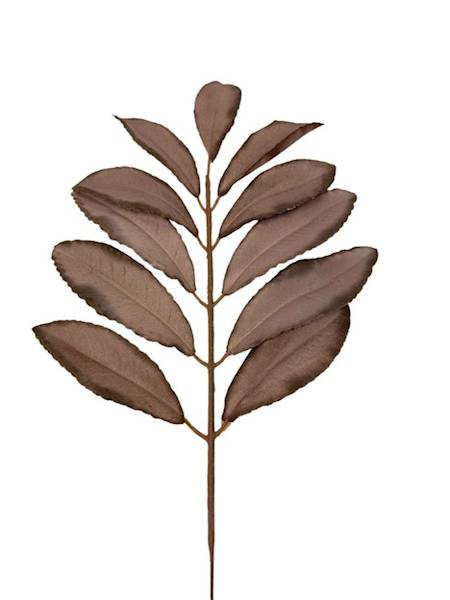 Liść laurowy gałązka 46 cm brąz
