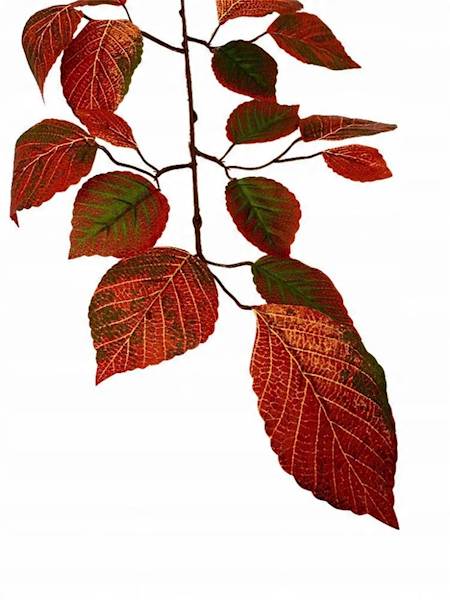 Liść buka gałązka 60 cm pomarańczowy