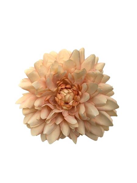 Dalia główka 11 cm brzoskwiniowa