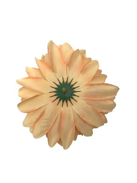 Dalia główka 11 cm brzoskwiniowa