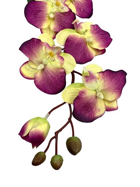 Storczyk gałązka 77 cm purpurowo żółty