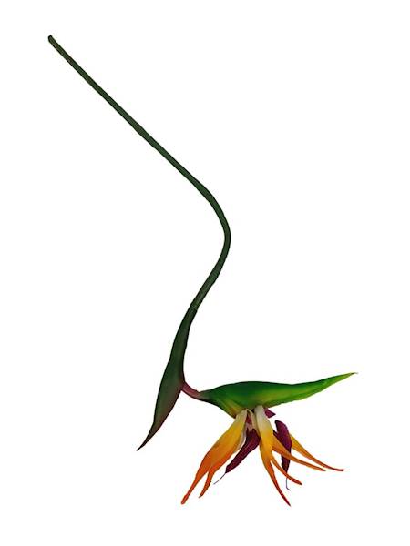 Strelicja gumowa 80 cm jasny pomarańcz