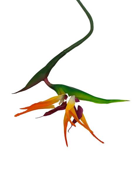 Strelicja gumowa 80 cm jasny pomarańcz