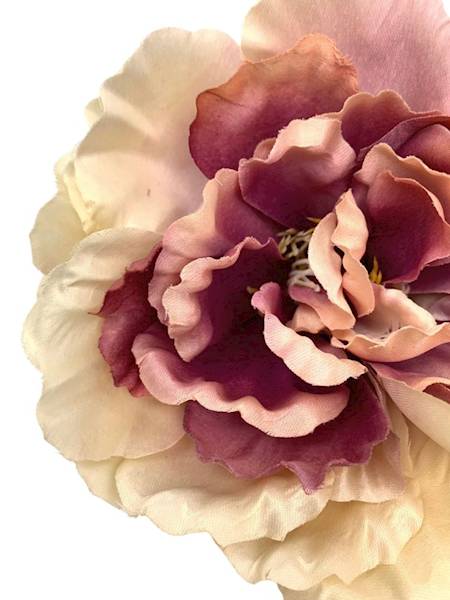 Piwonia główka 17 cm fioletowa z kremowym