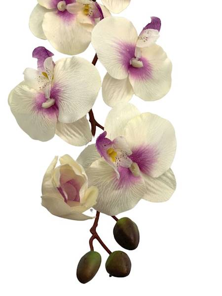 Storczyk gałązka 77 cm kremowy z purpurą