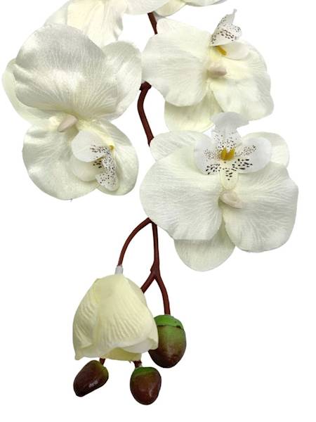 Storczyk gałązka 77 cm kremowy