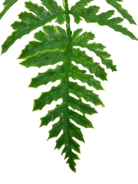 Paproć liść 53 cm zielona