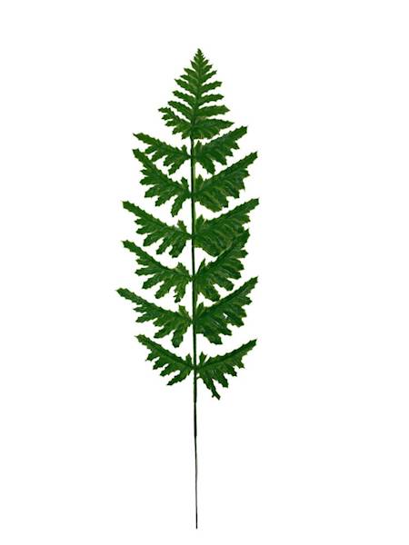 Paproć liść 53 cm zielona