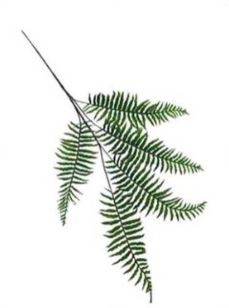 Liść paproci XL 104 cm zielony