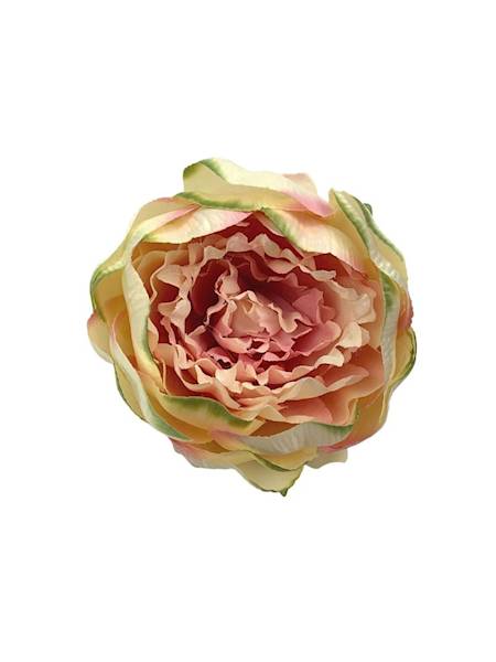 Piwonia główka 12 cm krem róż