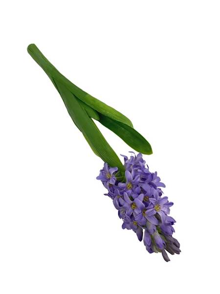 Hiacynt 40 cm fiolet
