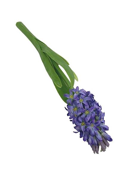 Hiacynt 40 cm fiolet / niebieski