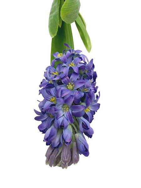 Hiacynt 40 cm fiolet / niebieski