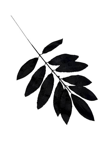 Liść laurowy gałązka 46 cm czarny