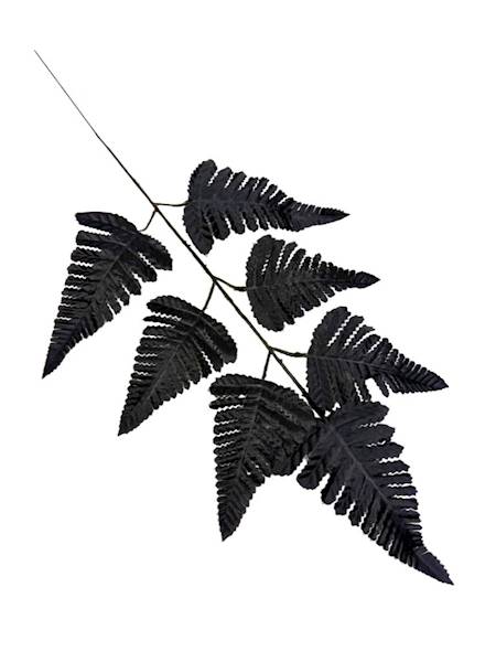 Liść pietrucha paproć 55 cm czarny