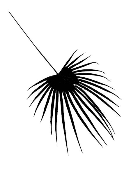 Liść palma welurowy 50 cm czarny