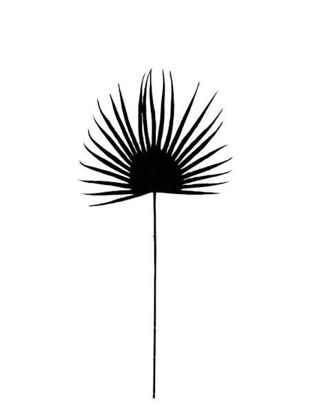 Liść palma welurowy 50 cm czarny