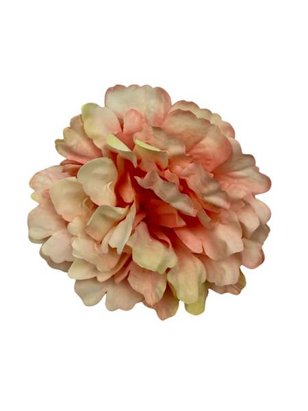 Piwonia główka 13 cm róż i kremowy