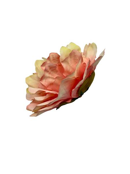 Piwonia główka 13 cm róż i kremowy