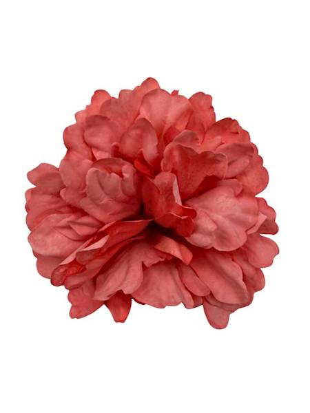 Piwonia główka 13 cm koralowa