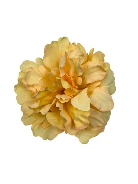 Piwonia główka 13 cm żółta