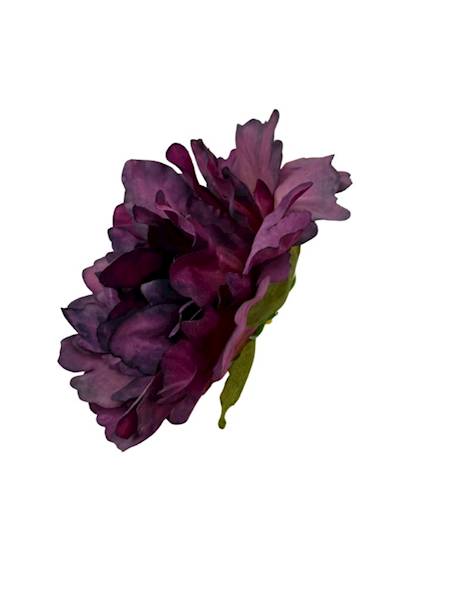 Piwonia główka 13 cm ciemny fiolet