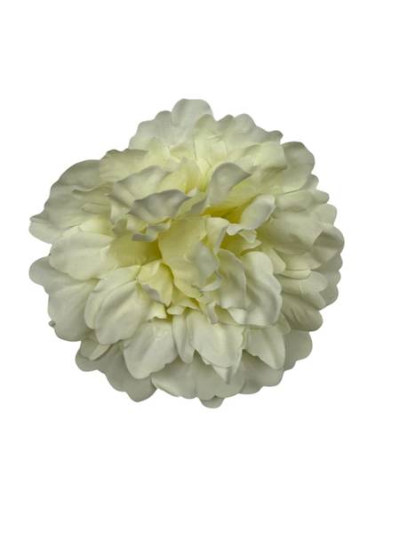 Piwonia główka 13 cm kremowa
