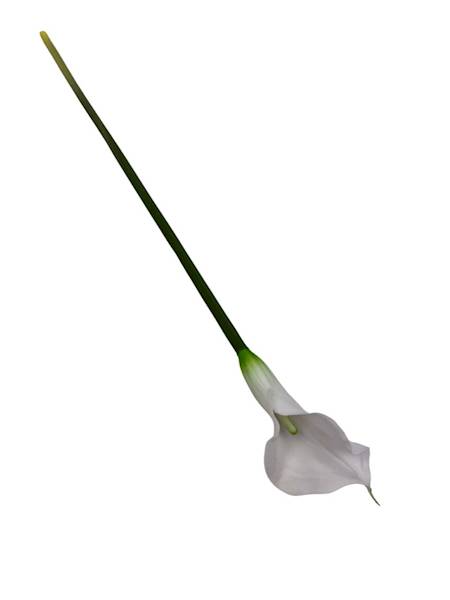 Kalia gumowa 70 cm biała