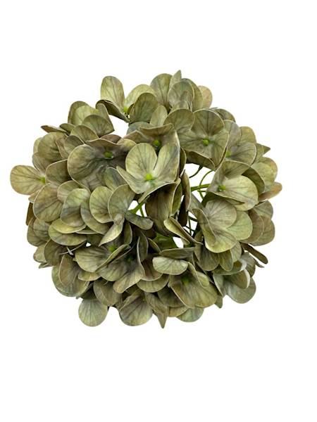 Hortensja główka 18 cm zielona