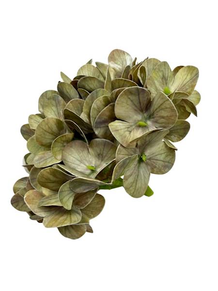 Hortensja główka 18 cm zielona